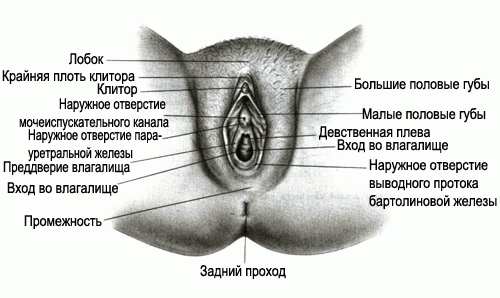 Женское влагалище представляет собой совокупительный аппарат женщины. Изну